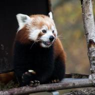 To je samá bříza, to se nedá žrát, kde je tady nějaký bambus?!