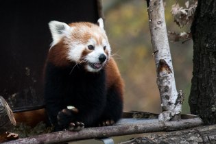 To je samá bříza, to se nedá žrát, kde je tady nějaký bambus?!