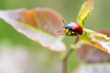 Tatínek si udělal výlet a cestou potkal broučka