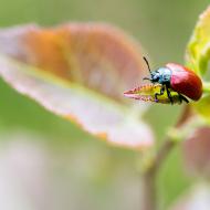 Tatínek si udělal výlet a cestou potkal broučka