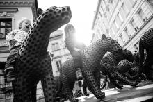 Na Šilingráku řádí šelmy