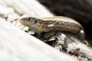 Největší borci neváhají využít zdejší možnosti dráždit ještěrku bosou nohou!