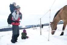 Zasněženou plání ke koním - zimní romantika
