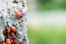 Tak tady už nám pšenka nepokvete, děcka, jdu se podívat, co je za rohem