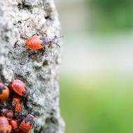 Tak tady už nám pšenka nepokvete, děcka, jdu se podívat, co je za rohem