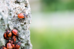 Tak tady už nám pšenka nepokvete, děcka, jdu se podívat, co je za rohem