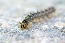 Museli jsme čekat několik minut, než nám tato příšera uvolní cestu