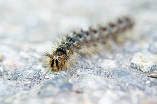 Museli jsme čekat několik minut, než nám tato příšera uvolní cestu