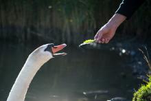 Labuťák se nejdřív tvářil děsně nepřátelsky, ale nakonec neodolal