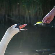 Labuťák se nejdřív tvářil děsně nepřátelsky, ale nakonec neodolal