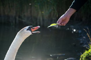 Labuťák se nejdřív tvářil děsně nepřátelsky, ale nakonec neodolal