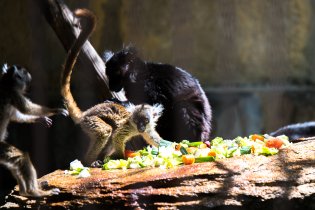 Opovaž se sáhnout mi na snídani!