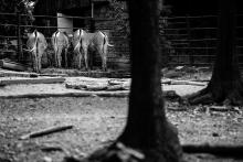 To jsou ale zadnice!