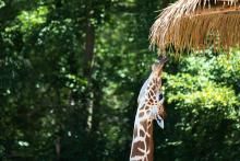 Někdo si pod sebou podřeže větev, jiný si zase sežere střechu nad hlavou :-)