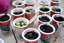 Bazalce se naštěstí daří dobře