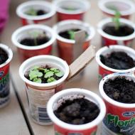 Bazalce se naštěstí daří dobře