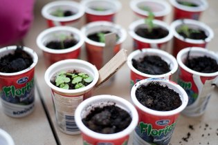 Bazalce se naštěstí daří dobře