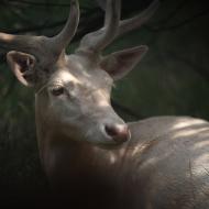 Bílí dańci už se přestali lidí bát a pózují taktéž ochotně