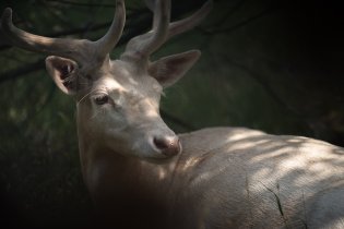 Bílí dańci už se přestali lidí bát a pózují taktéž ochotně