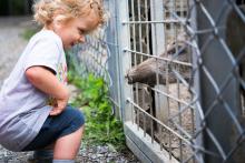 Krmení kanců je nově v oboře přísně zakázáno, takže máš smůlu!