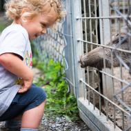 Krmení kanců je nově v oboře přísně zakázáno, takže máš smůlu!
