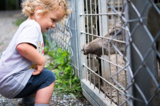 Krmení kanců je nově v oboře přísně zakázáno, takže máš smůlu!