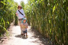 Po dvou letech opět v kukuřičném bludišti, a opět ve třicetistupňovém vedru