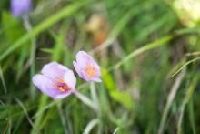 V údolí Augšperského potoka měly růst ocúny - a rostly