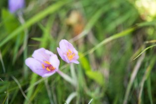 V údolí Augšperského potoka měly růst ocúny - a rostly