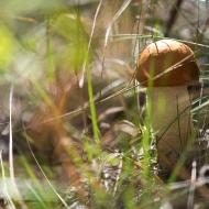 Jeden houbařský úlovek, speciálně pro Miu s maminkou