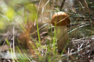 Jeden houbařský úlovek, speciálně pro Miu s maminkou