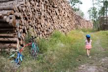 Hromada dřeva dlouhá jak Lovosice