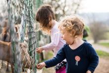 Krmení koz, to by jim šlo