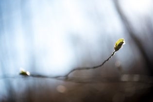 Aspoň trochu zeleně vprostřed zbytků lesa :-(