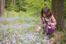 Pomněnkové koberce nás berou