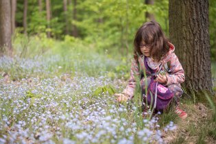 Pomněnkové koberce nás berou