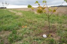 Zasadili jsme si lípu. To se jen tak na nějaké svatbě nepoštěstí.