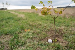 Zasadili jsme si lípu. To se jen tak na nějaké svatbě nepoštěstí.