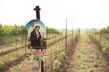 Procházka mezi vinicemi u Čejkovic