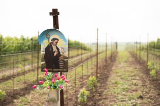 Procházka mezi vinicemi u Čejkovic