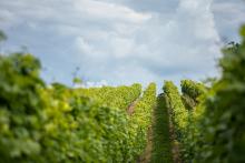 Hned bychom jeli na vinobraní!