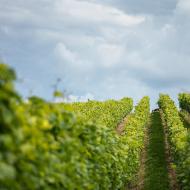 Hned bychom jeli na vinobraní!