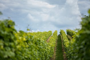 Hned bychom jeli na vinobraní!