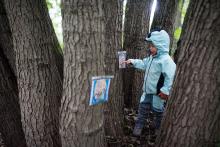 A ejhle, my kdo to visí na stromě a oni Rumcajs s Mankou a Křemílek s Vochomůrkou