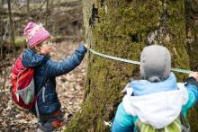 Jak změřit obvod kmene tohoto stromu, když metr má jen metr a půl?