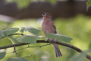 A za doprovodu pěnkavího zpěvu