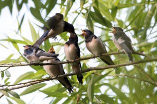 Vás je lepší fotit, než živit