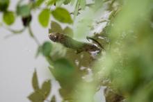 Chtěli jsme vyzkoušet, jak se s tím půjčeným dlouháčem fotí ptáci, a zjistili jsme, že na hady se taky hodí (užovka podplamatá)