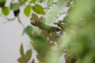 Chtěli jsme vyzkoušet, jak se s tím půjčeným dlouháčem fotí ptáci, a zjistili jsme, že na hady se taky hodí (užovka podplamatá)