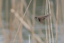 Se zaměřením na ptáky - zda vrabec polní